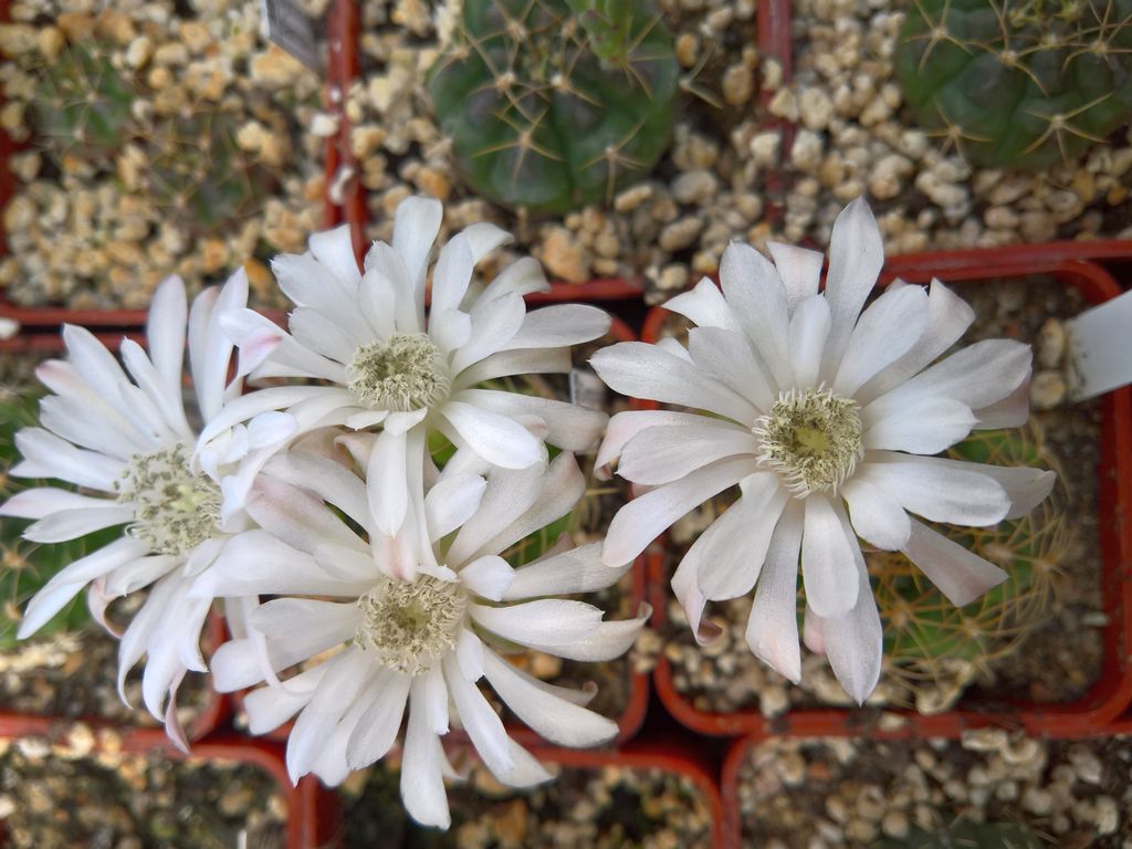 Gymnocalycium anisitzii Moser